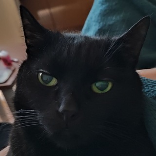 Алкоголики и быдло